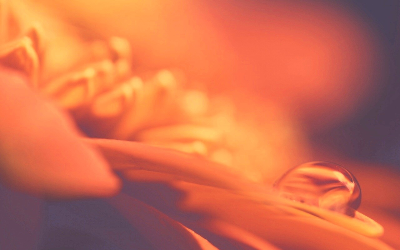 Пламенный цветок обои