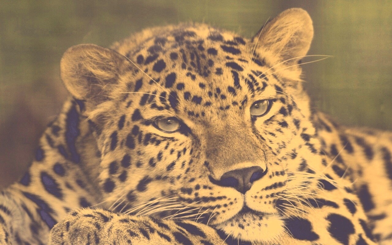 Злопасный ягуляр обои