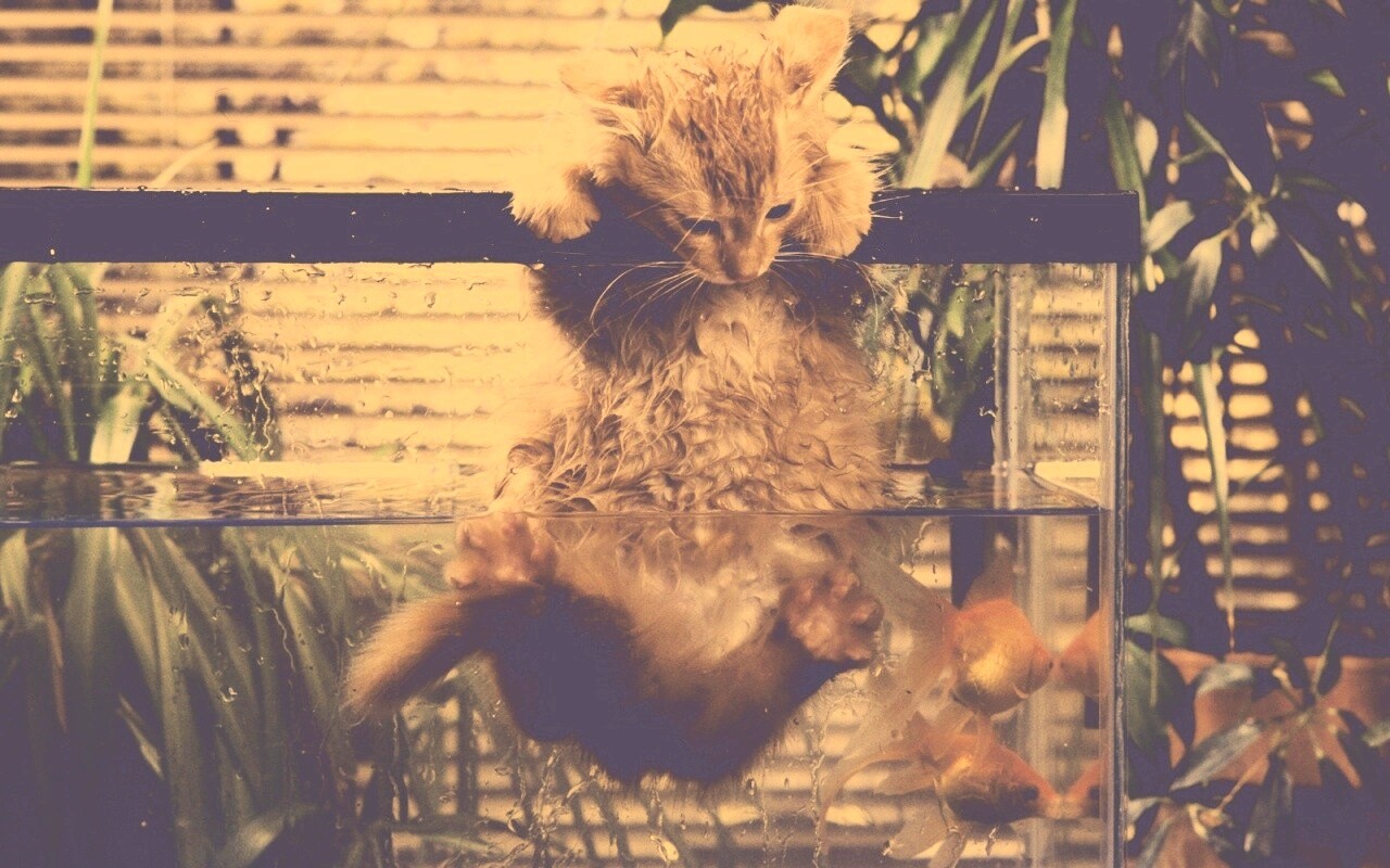 Мокрая киска обои