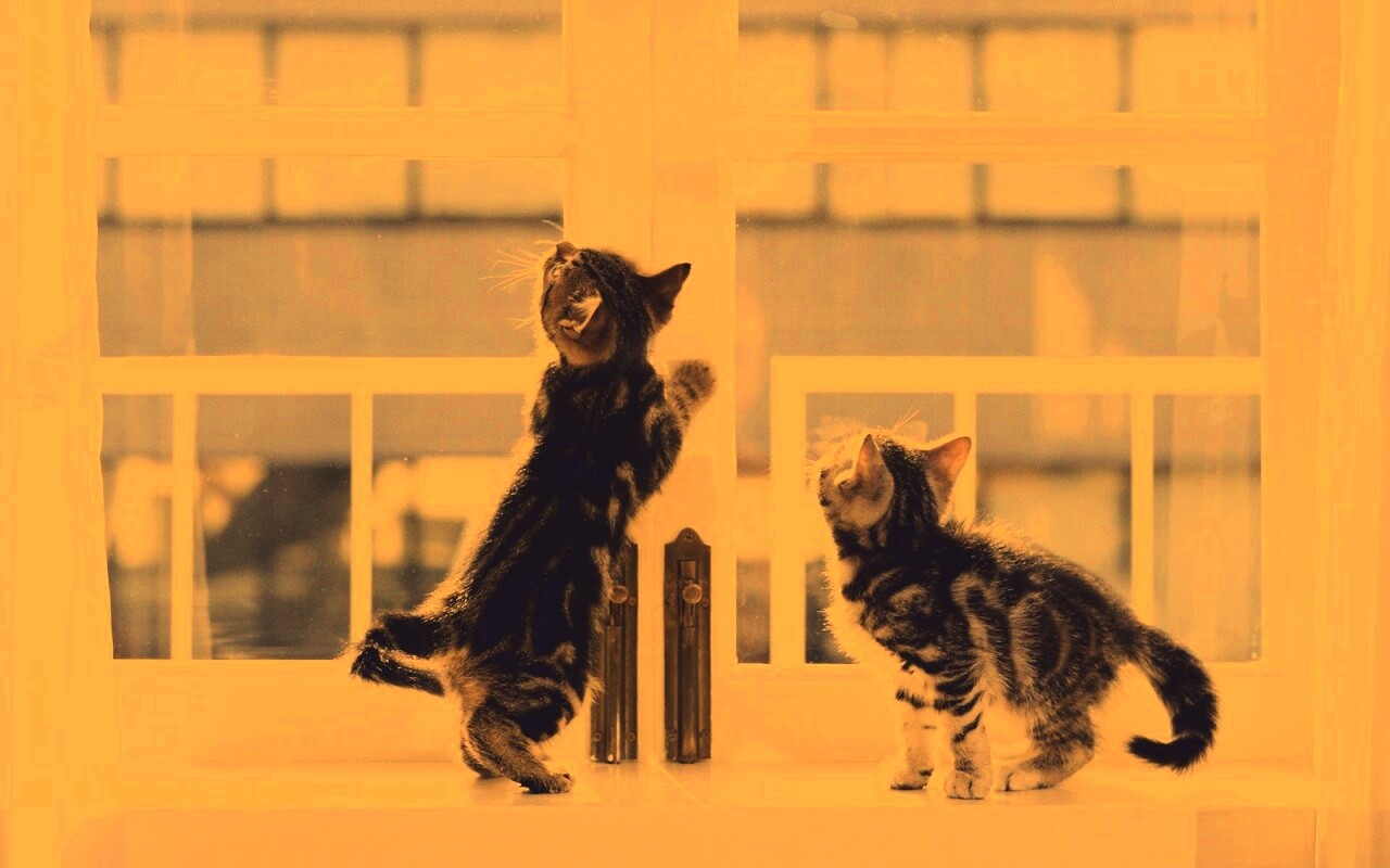 Котята у окна обои