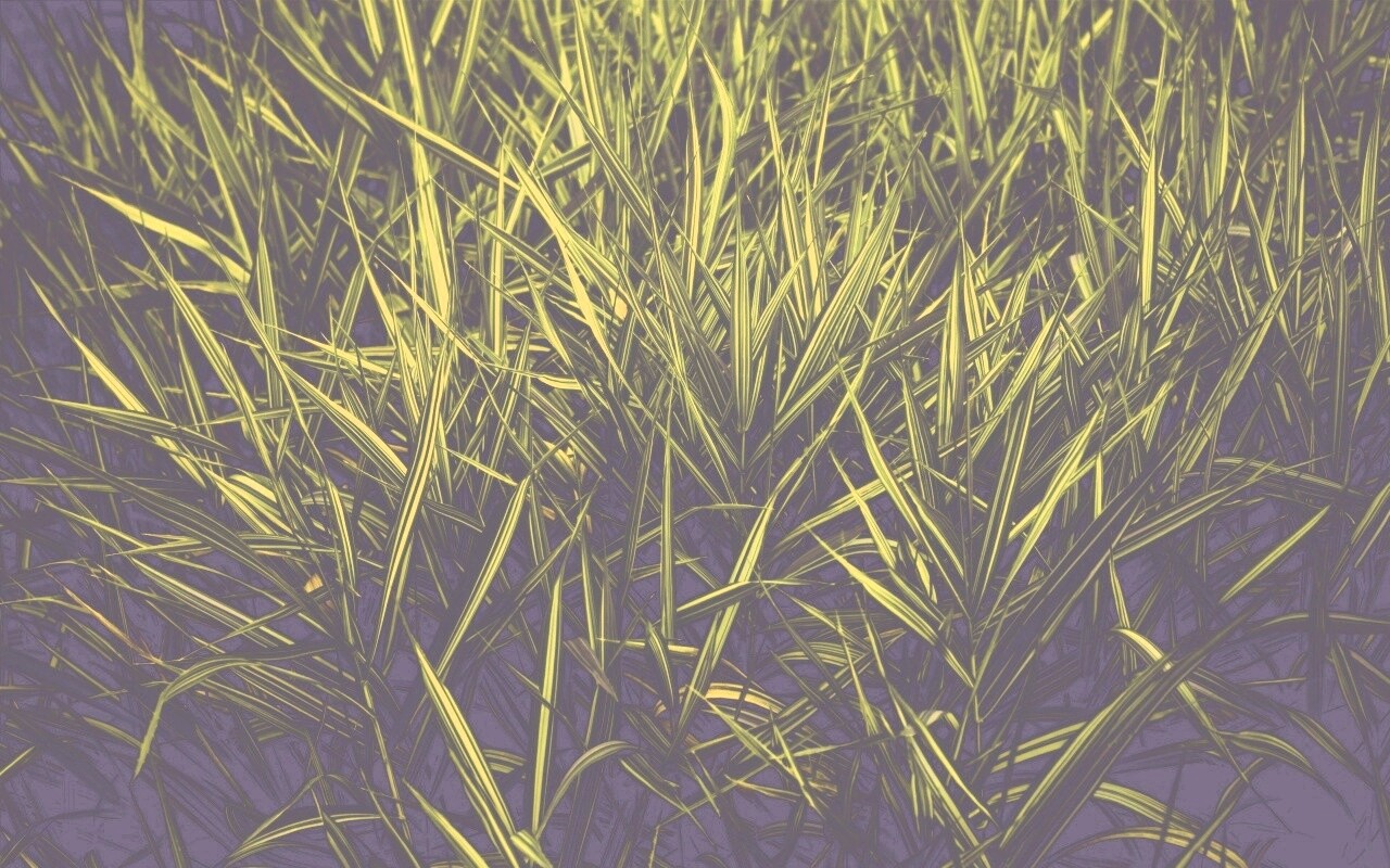 Дикая трава обои