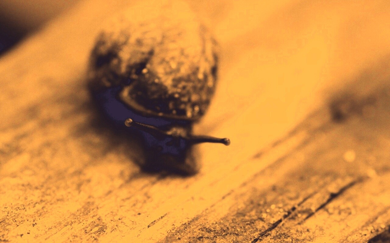 Улитка на ветке обои