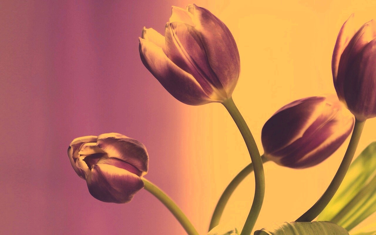 Сиреневые цветы обои