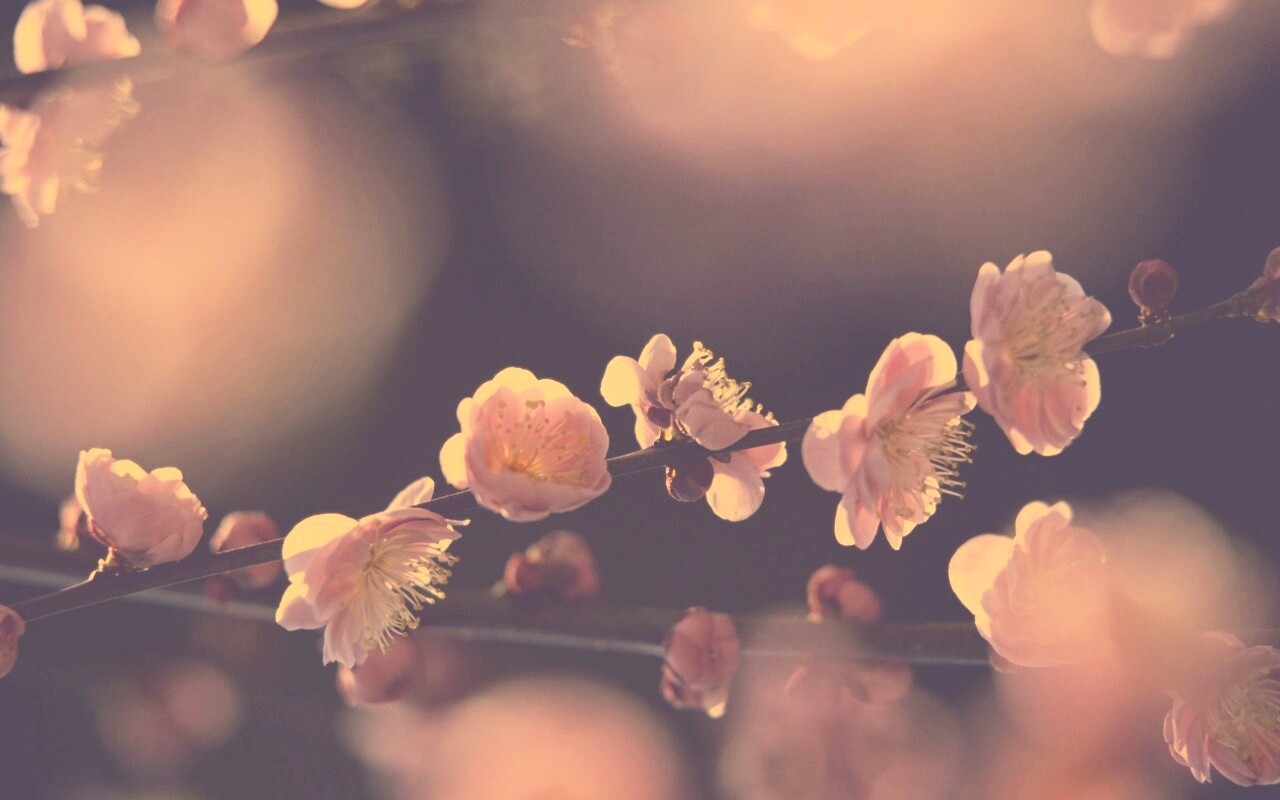 Цветущая вишня обои