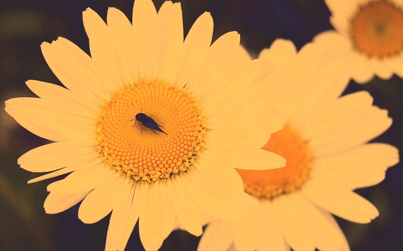 Ромашки обои