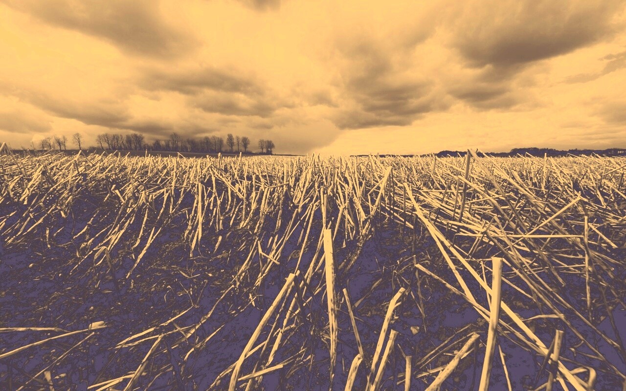 Убранное поле обои