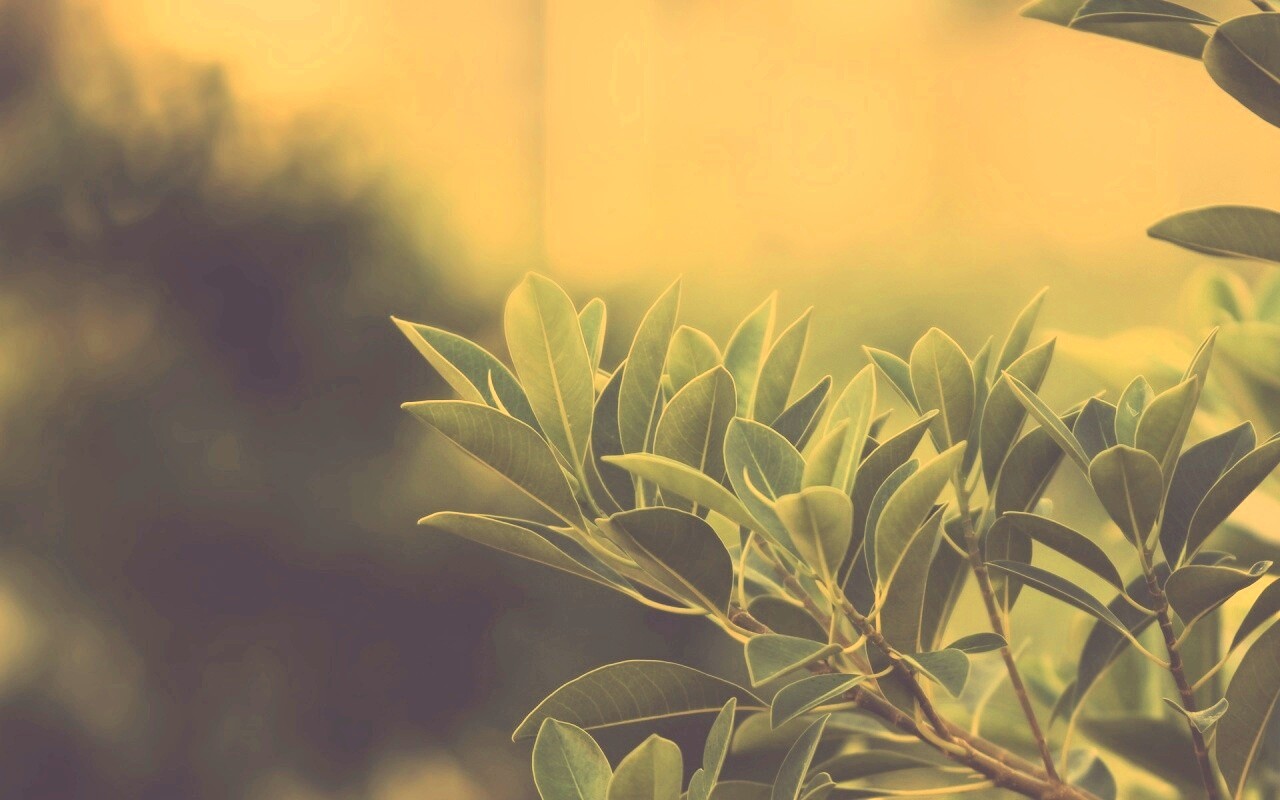 Листья обои