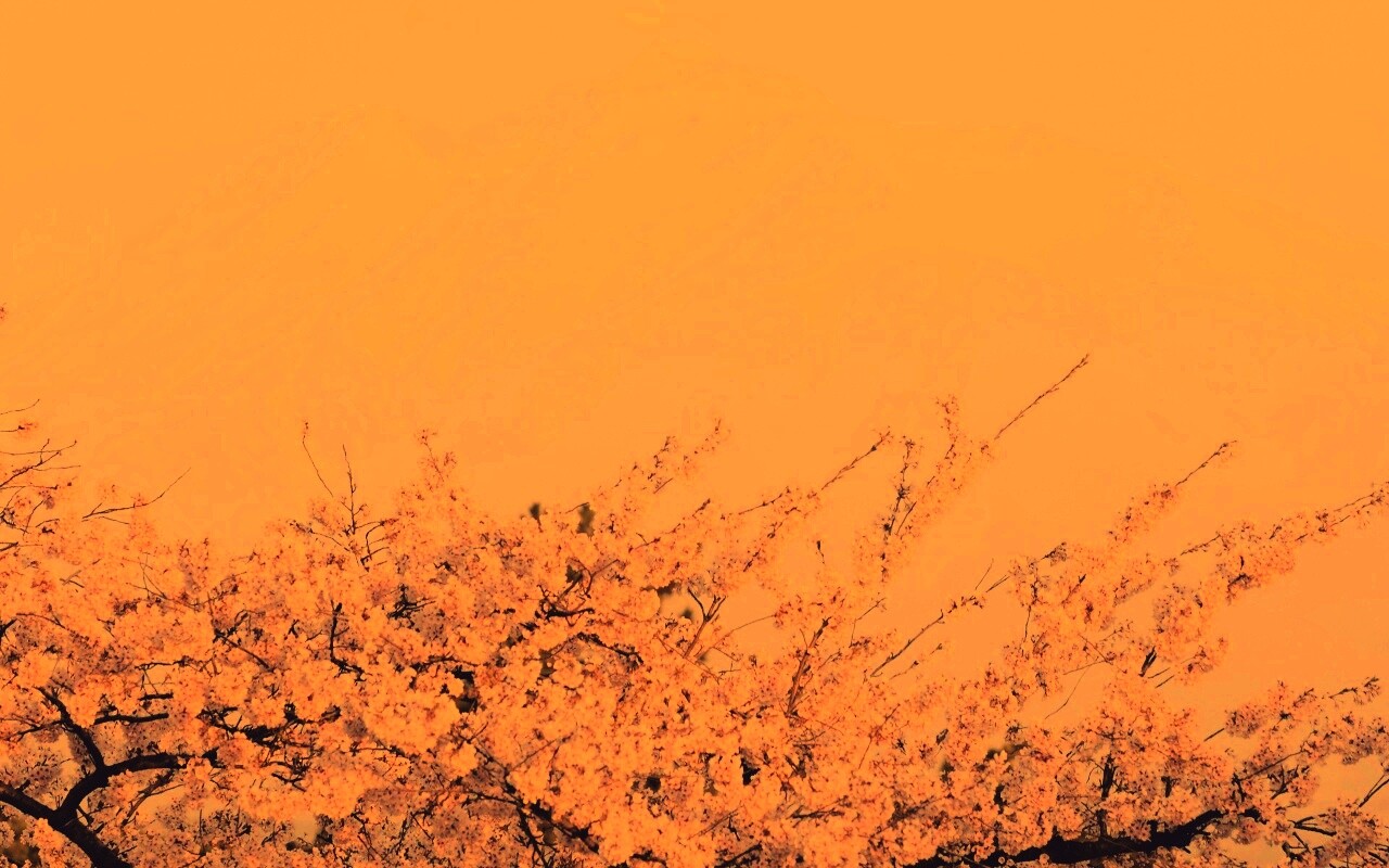 Цветение вишни в горах обои