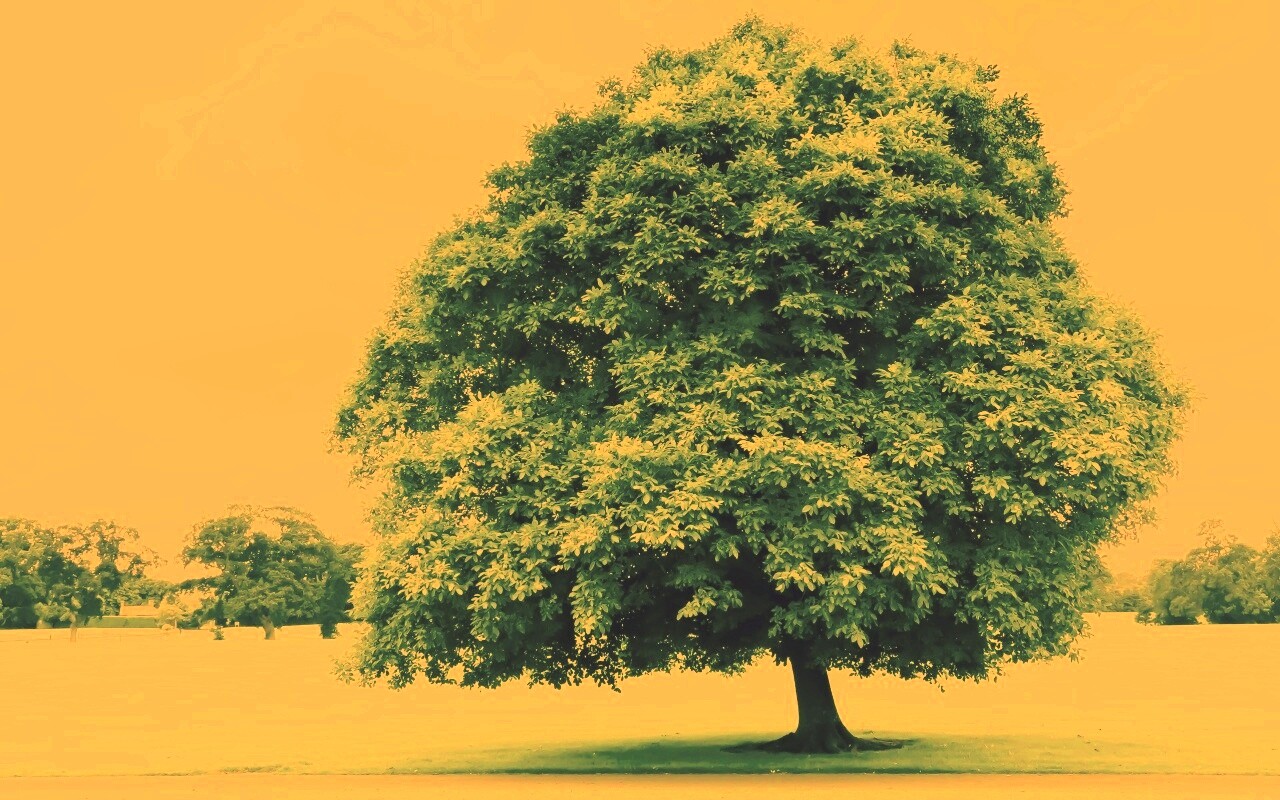 Зеленое ирландское дерево обои