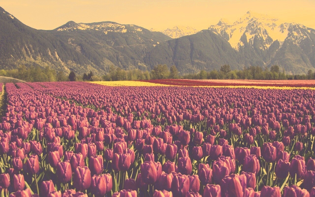 Поле тюльпанов обои