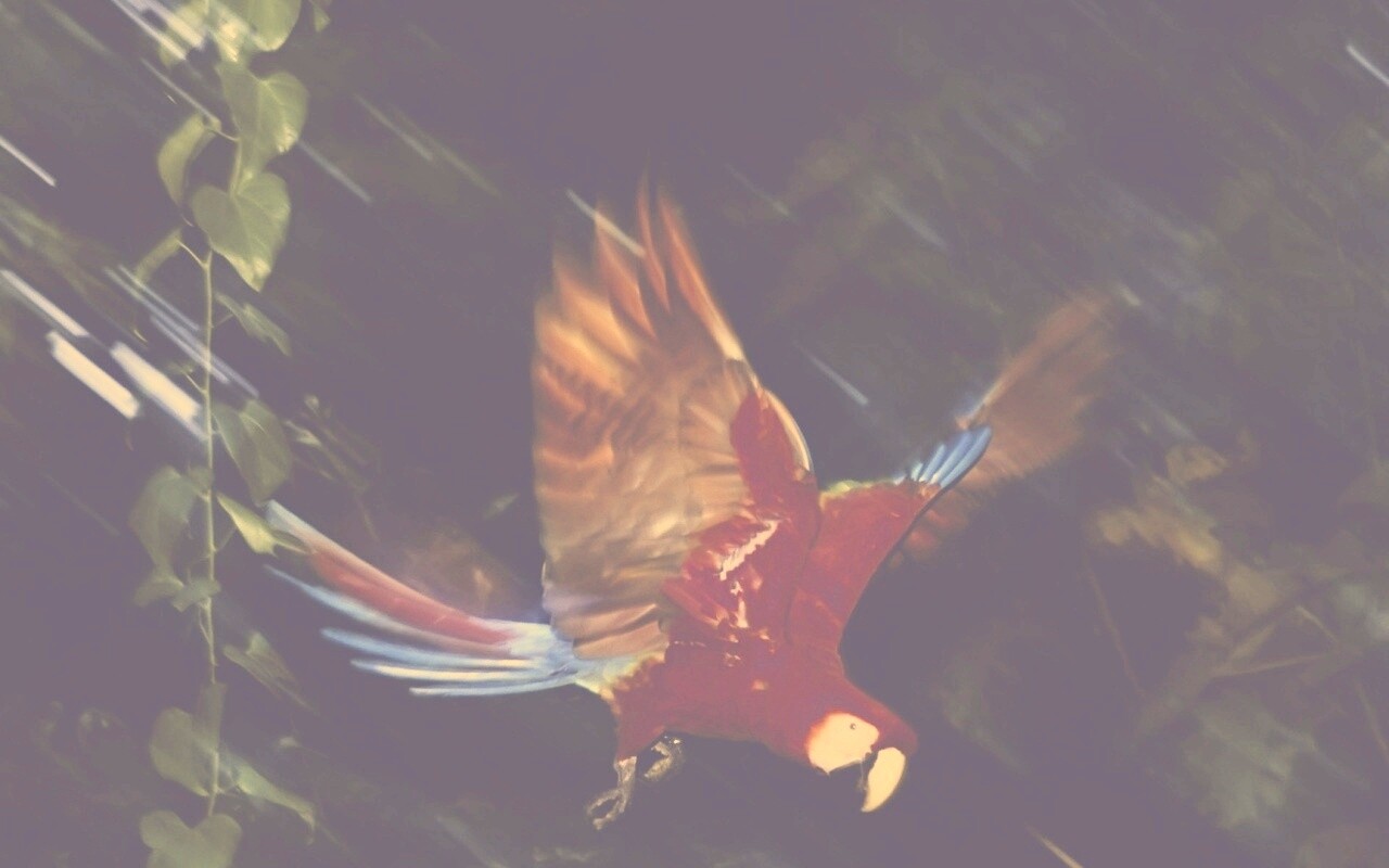 Рисованный ара обои