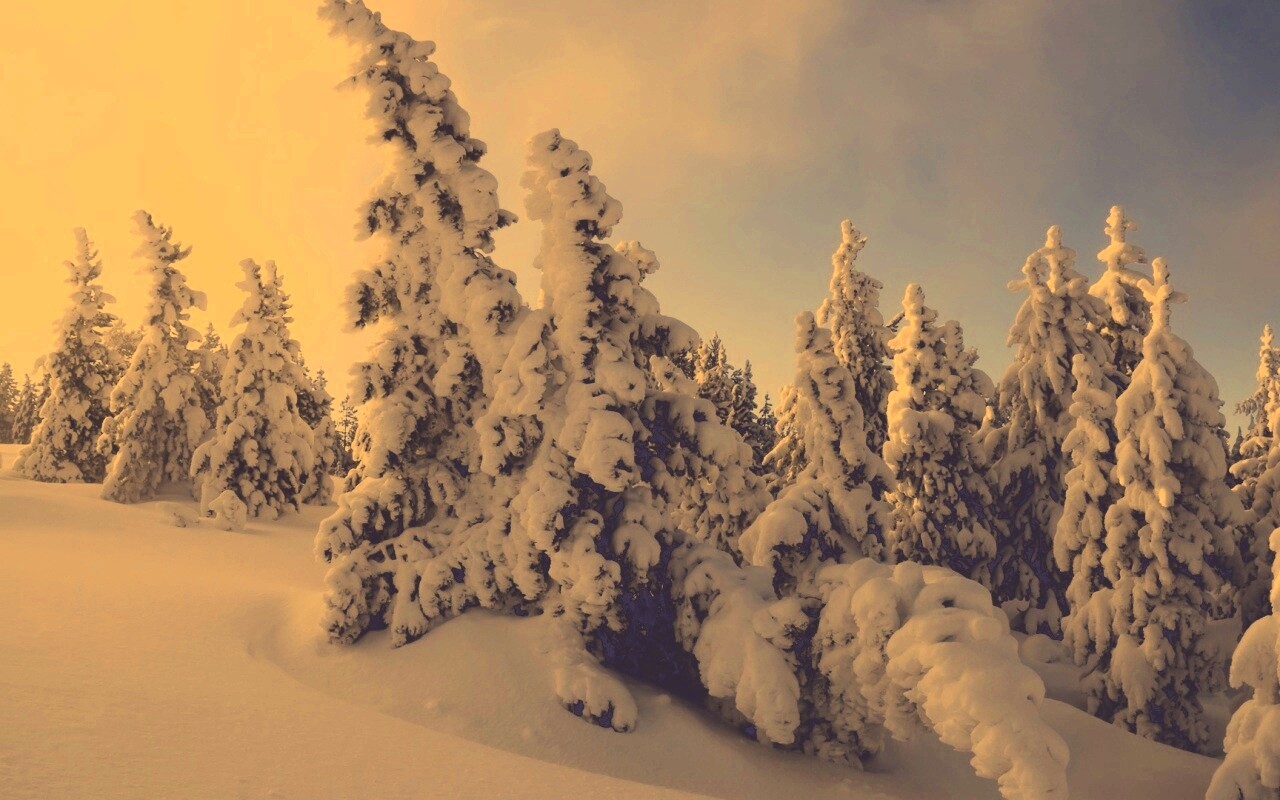 Ели в снегу обои