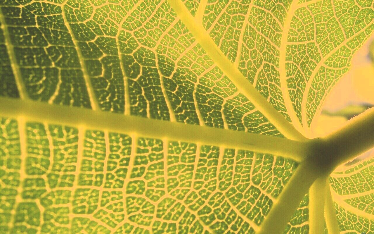 Внутренняя сторона листа обои