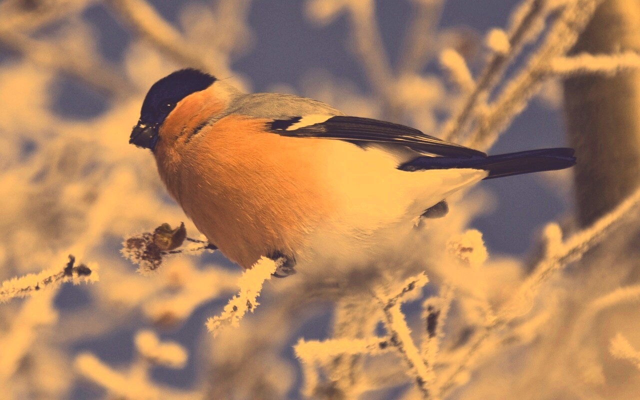 Снегирь на ветке обои