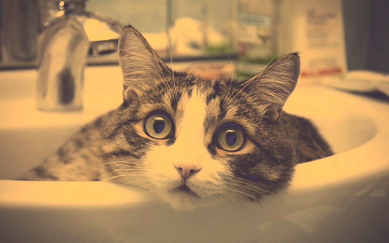 Кошак выглядывает из раковины обои