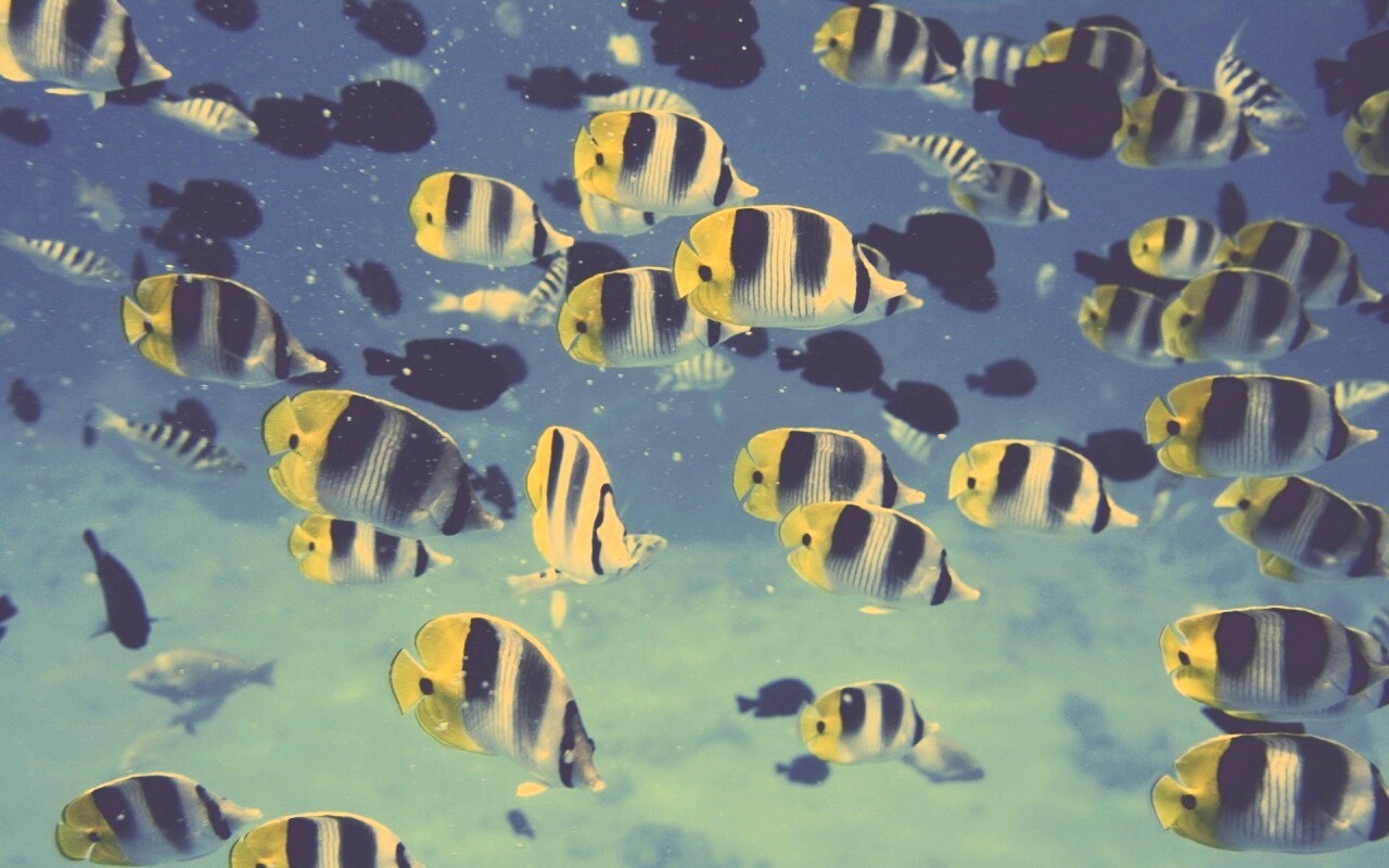 Косяк тропических рыбок обои