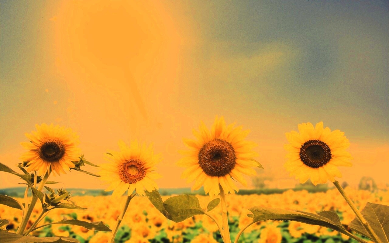 Подсолнухи не смотрят на солнце обои