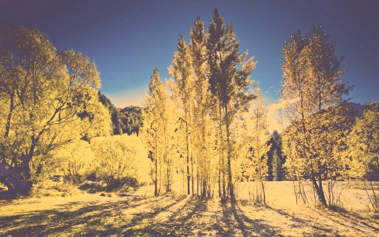 Осень в Новой Зеландии обои