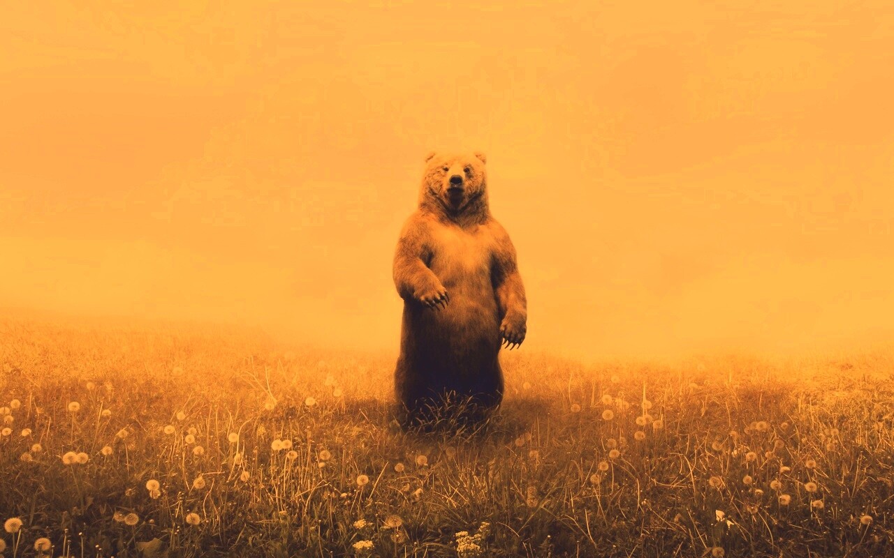 Медведь в одуванчиковом поле обои