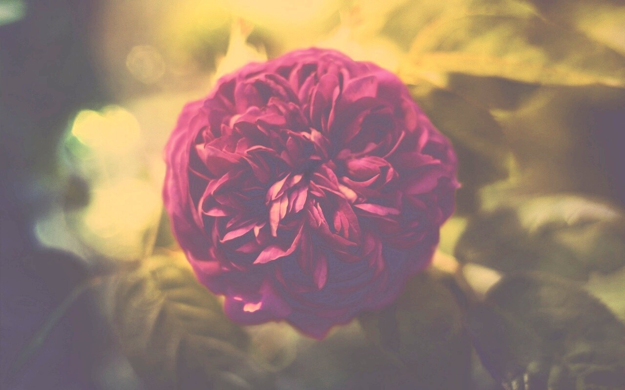 Клевер крупным планом обои