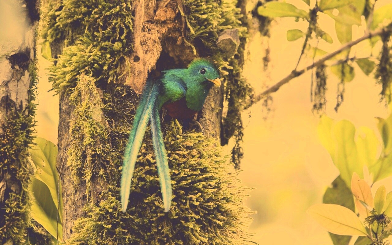 Райская птица в дупле обои