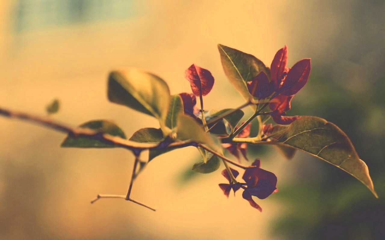 Разноцветные листья обои