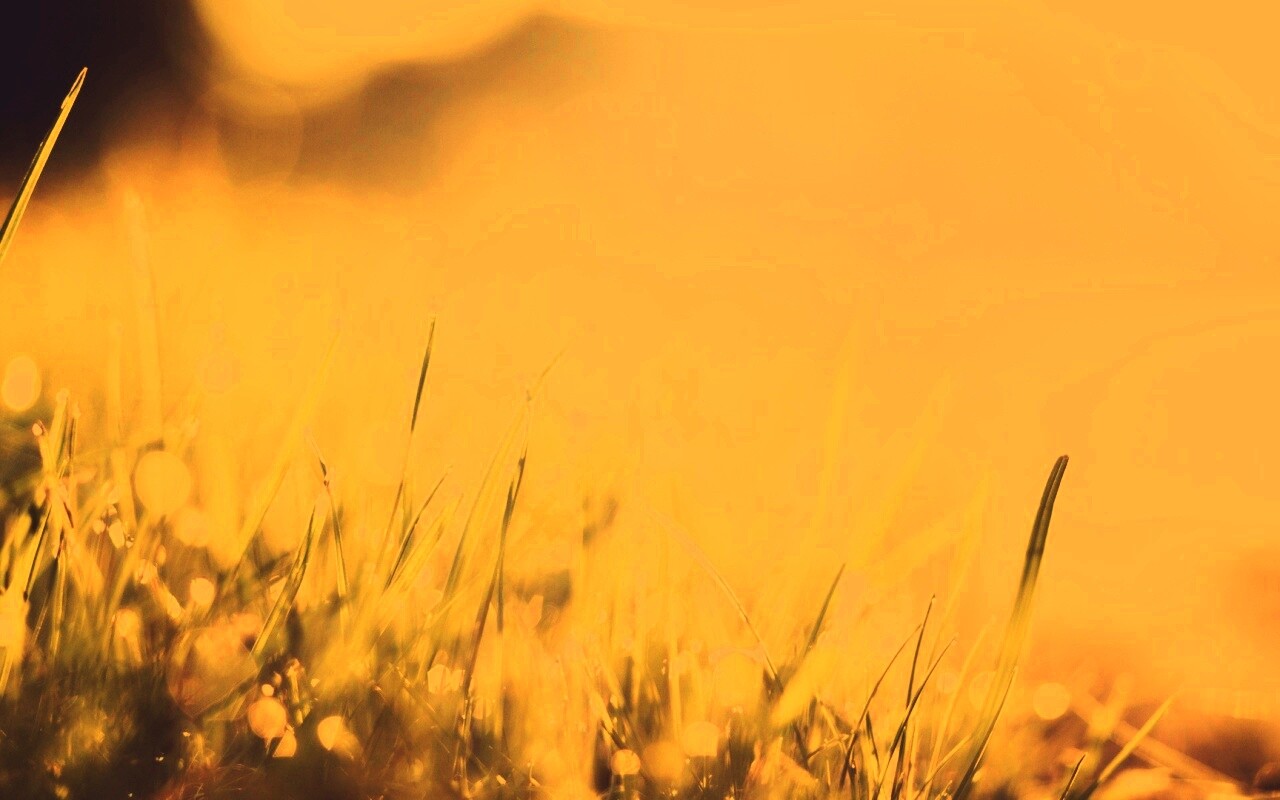 Красивая сочная трава обои