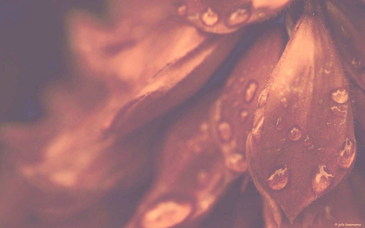 Лепестки обои