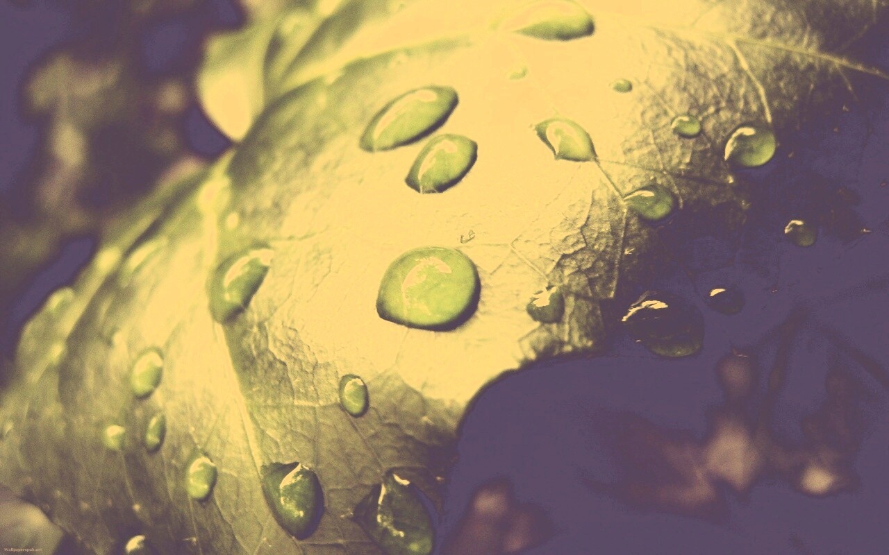 Капли росы на листе обои