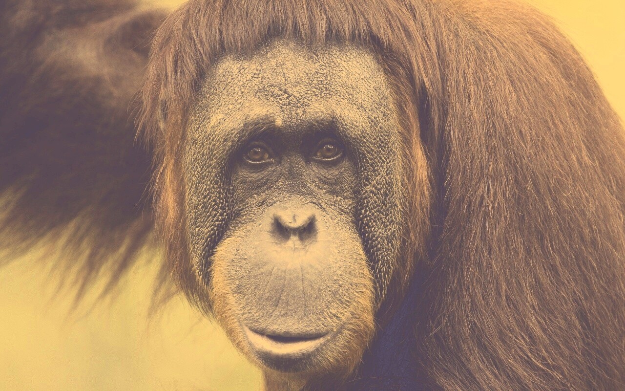 Орангутан обои