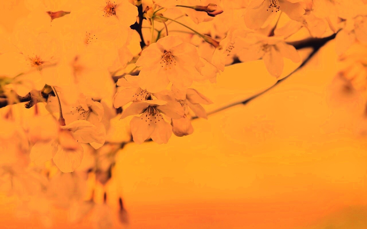 Цветение вишни обои