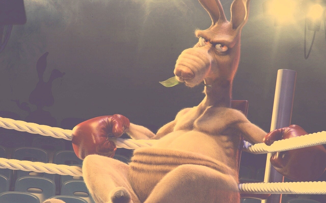 Кенгуру-боксер на ринге обои