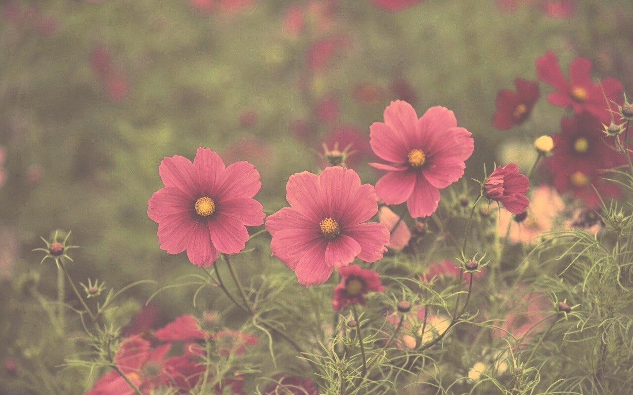 Яркие розовые цветы обои