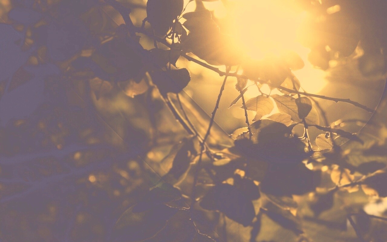 Солнце пробивается сквозь листву обои