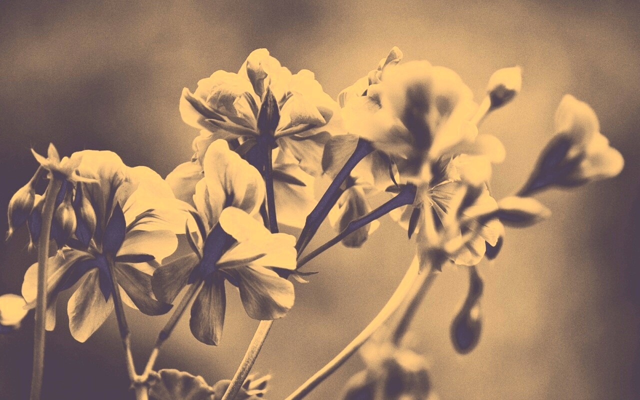 Чёрно-белое фото цветов обои