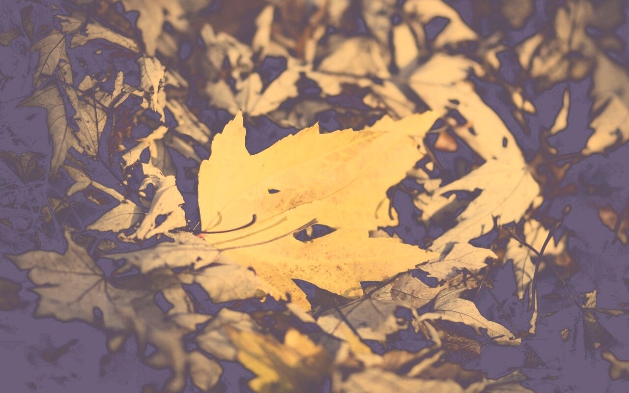 Мёртвая листва обои