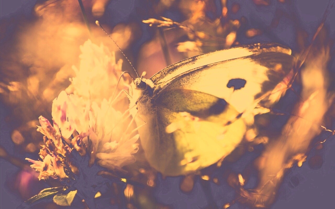 Бабочка на цветке обои