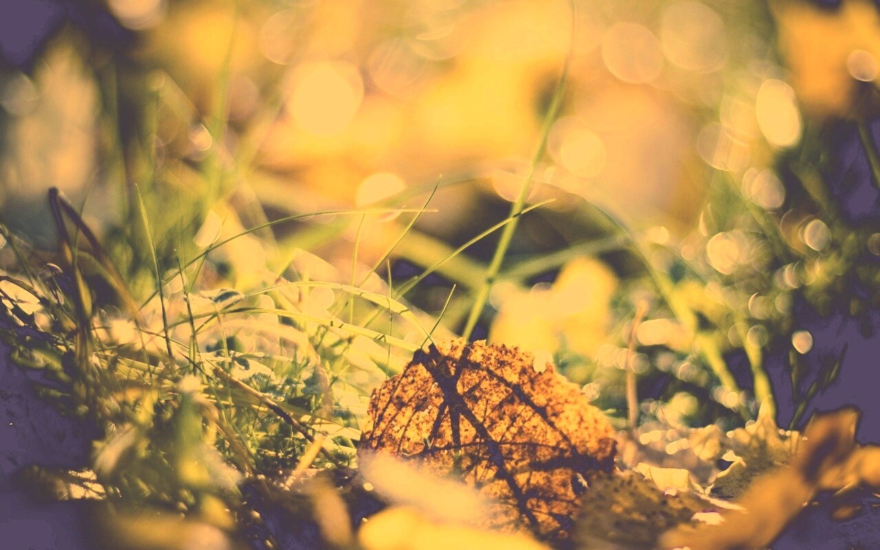 Опавший лист в траве обои
