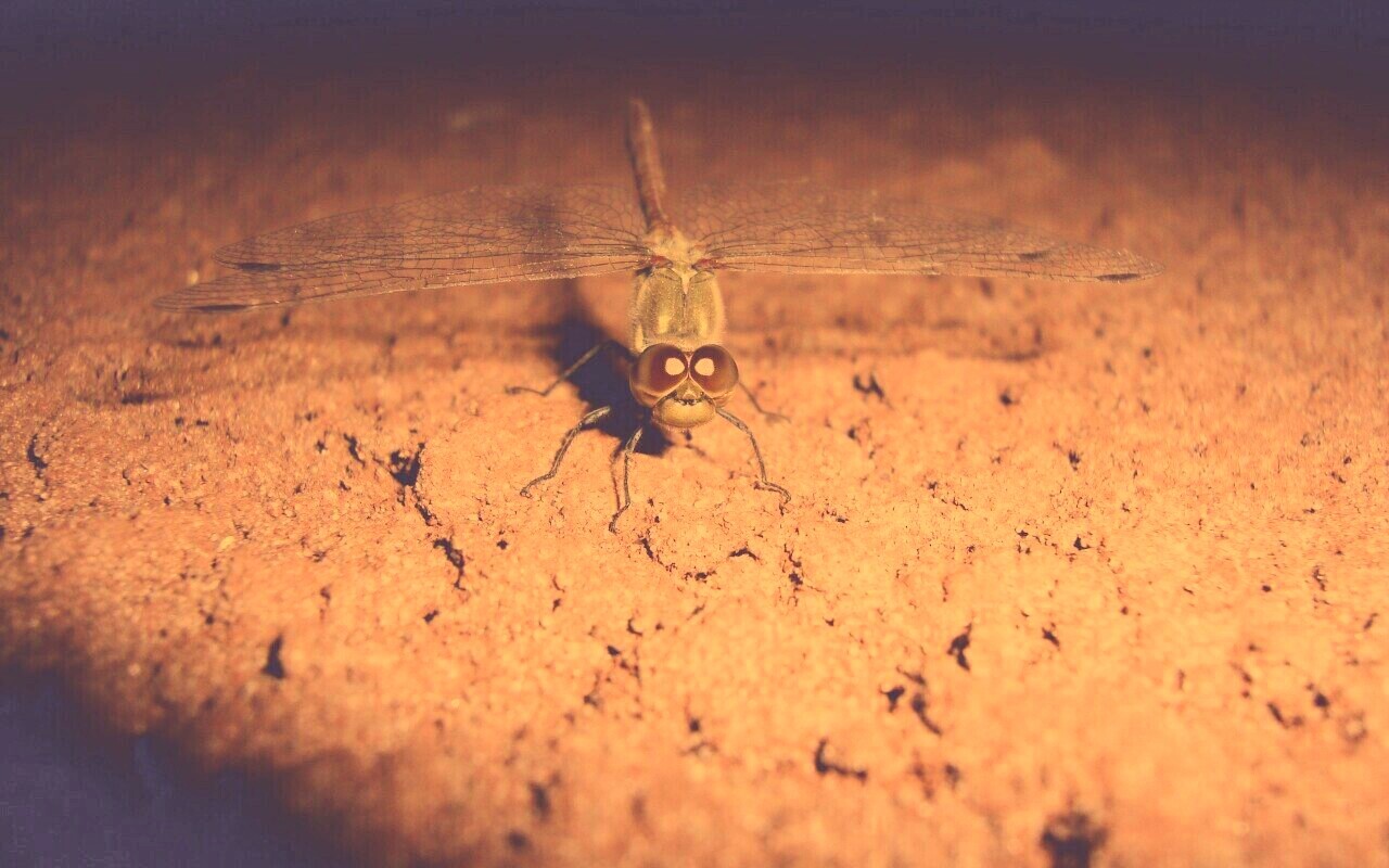 Стрекоза обои