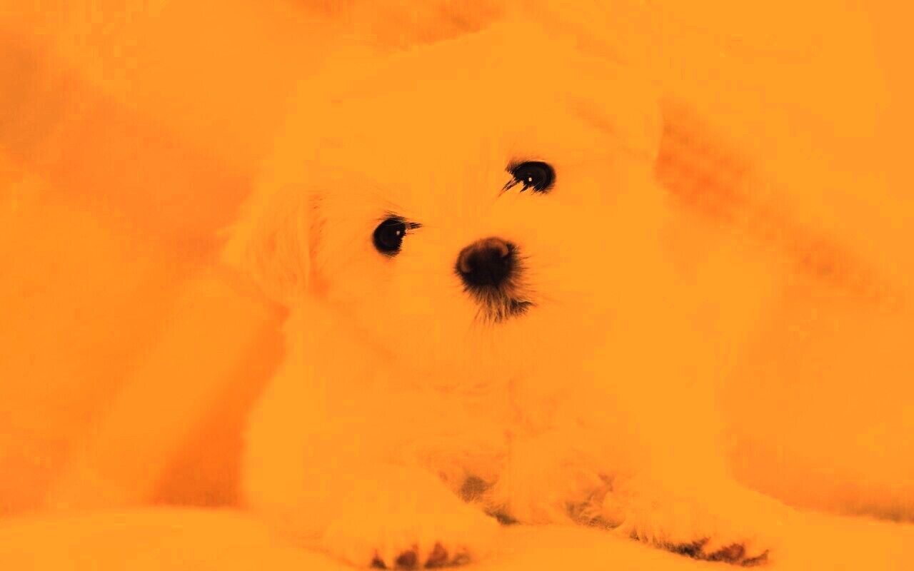 Щенок мальтийской болонки обои