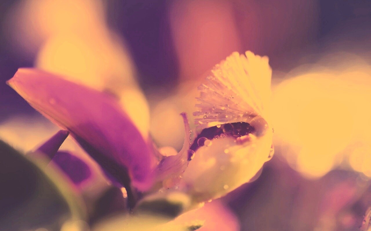 Капли на лиловом цветке обои