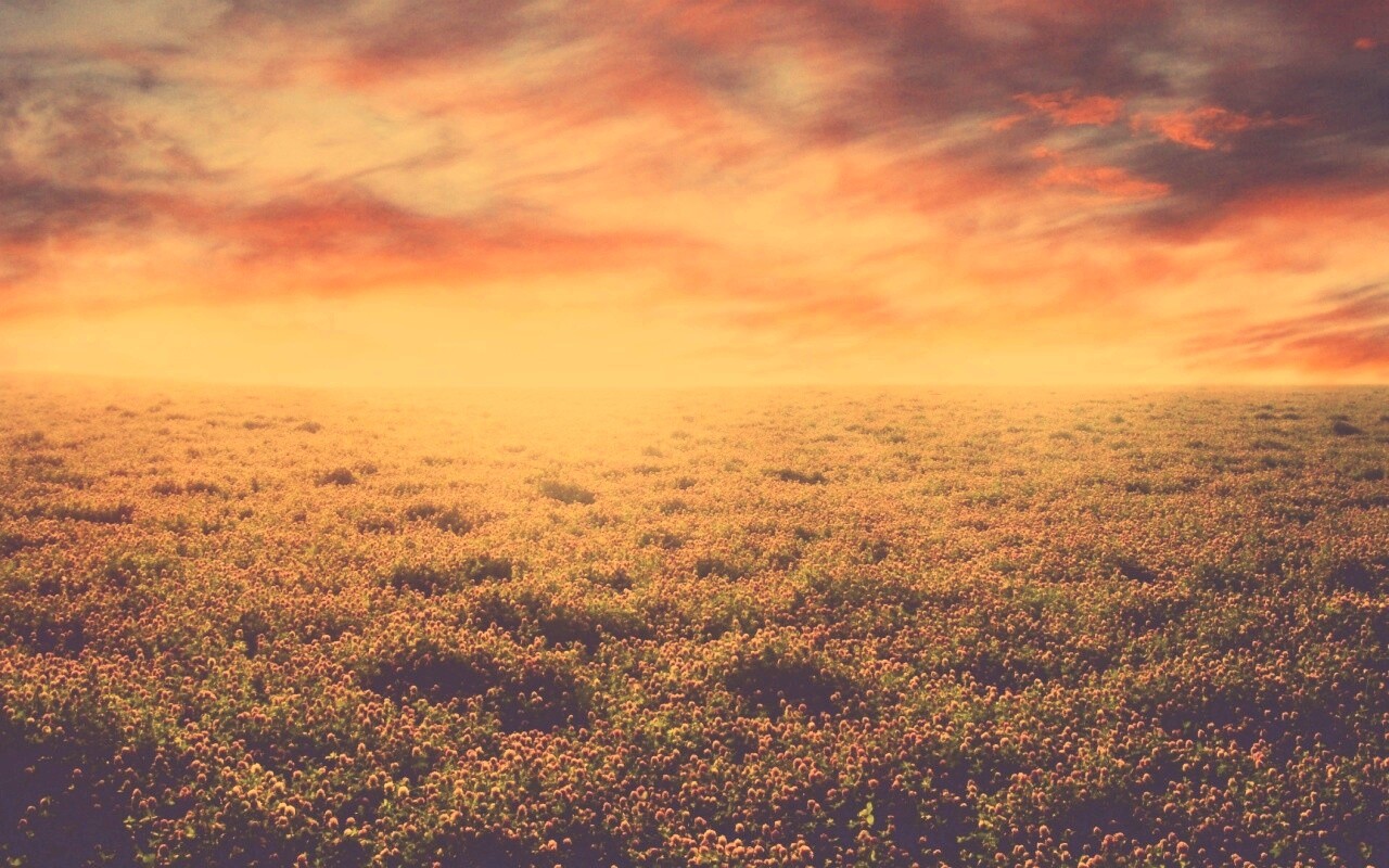 Закатное небо над цветочным полем обои
