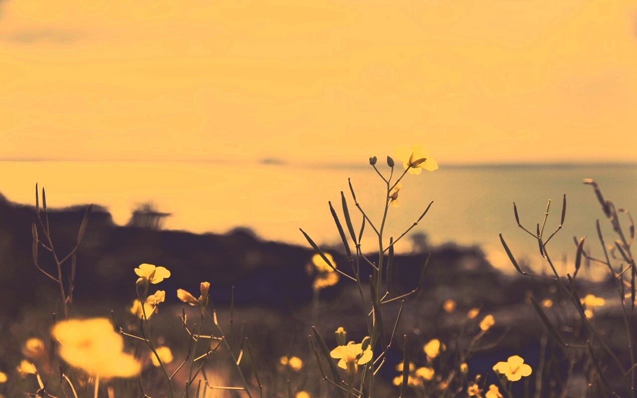 Мелкие жёлтые цветы обои