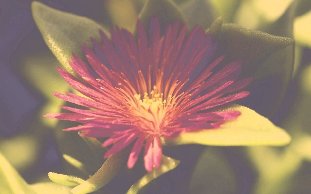 Чудесный цветок обои