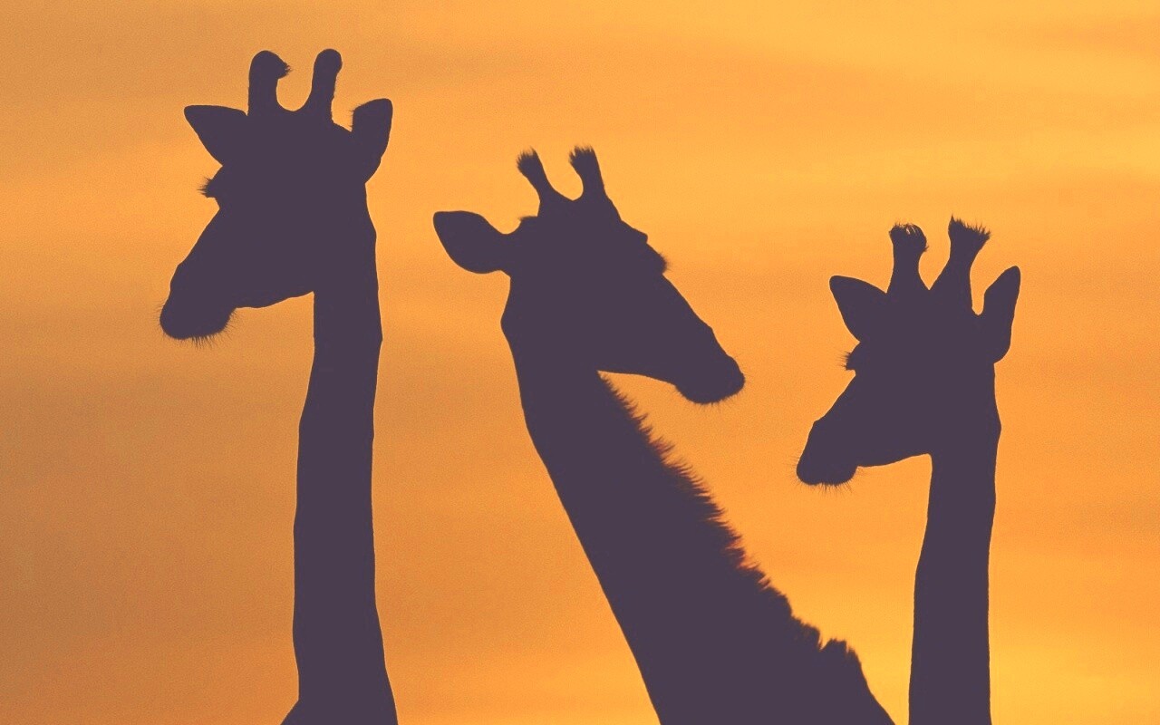 Три силуэта жирафов на фоне неба обои