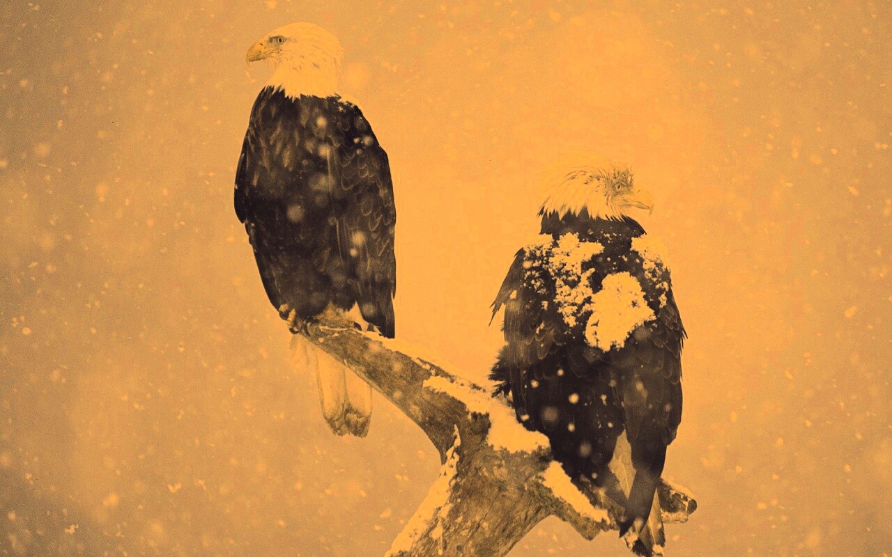 Орлы на ветке в снегопад обои