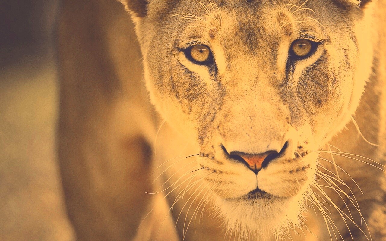 Портрет хищника обои