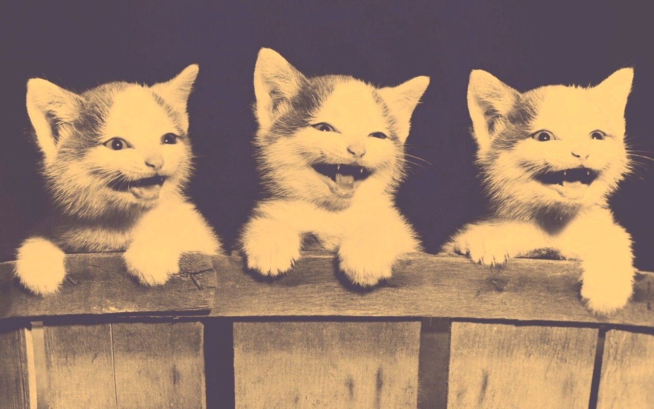 Три милых котенка обои