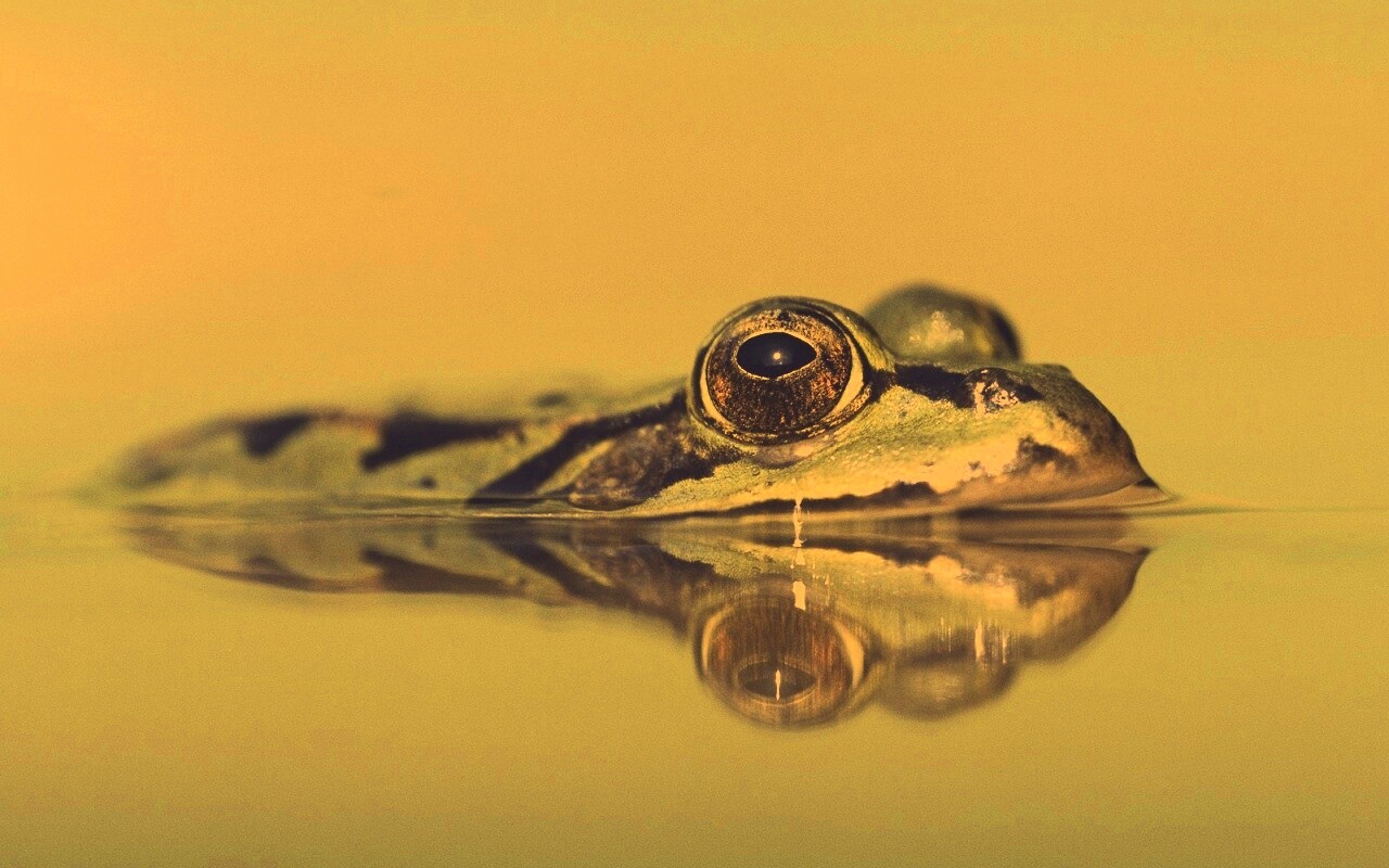 Лягушка обои