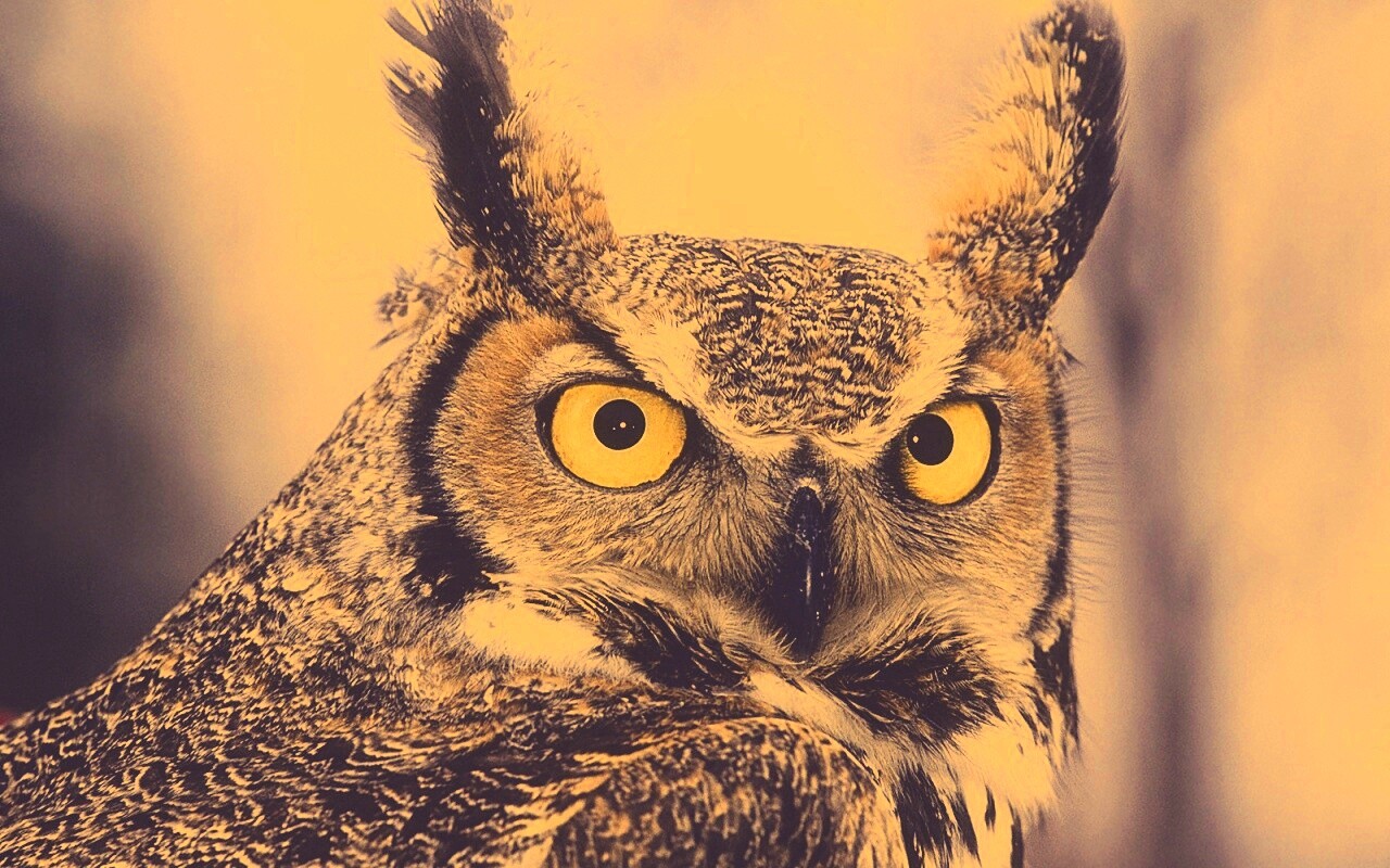 Орлиная сова обои